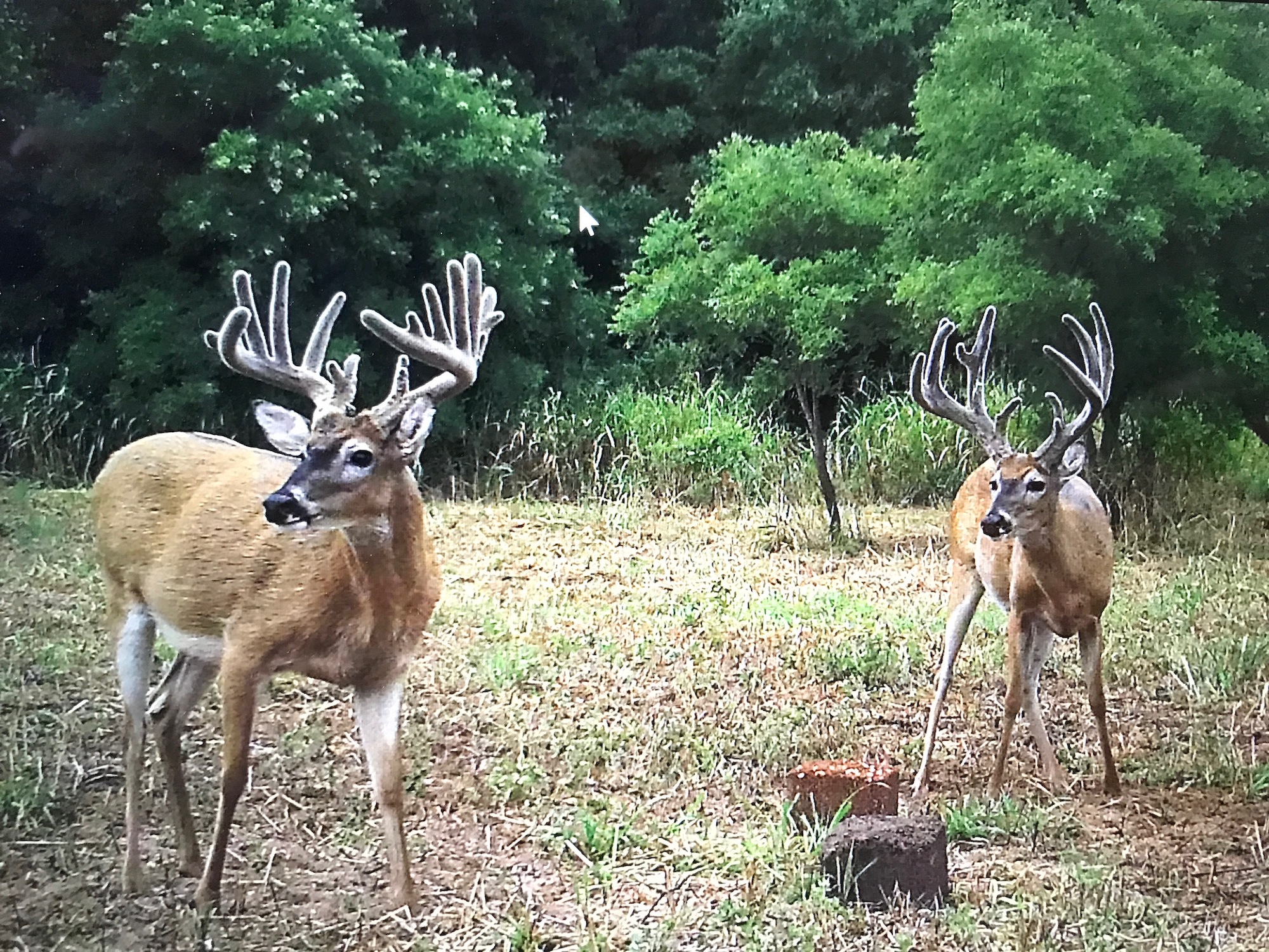 Can You Bait Deer in Kansas: What Hunters Need to Know