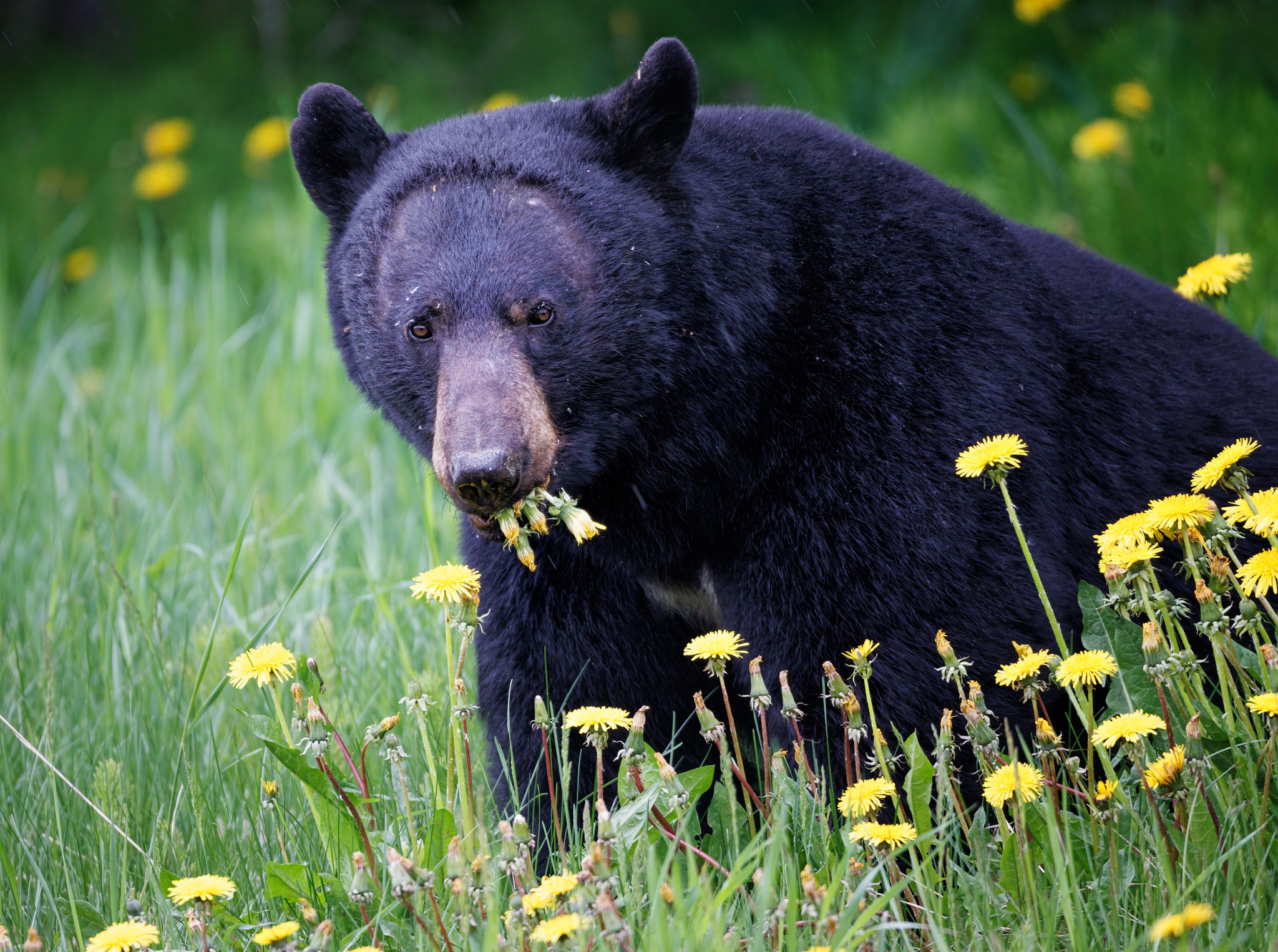 What Do Black Bears Eat? These 50+ Top Bear Foods | Outdoor Life