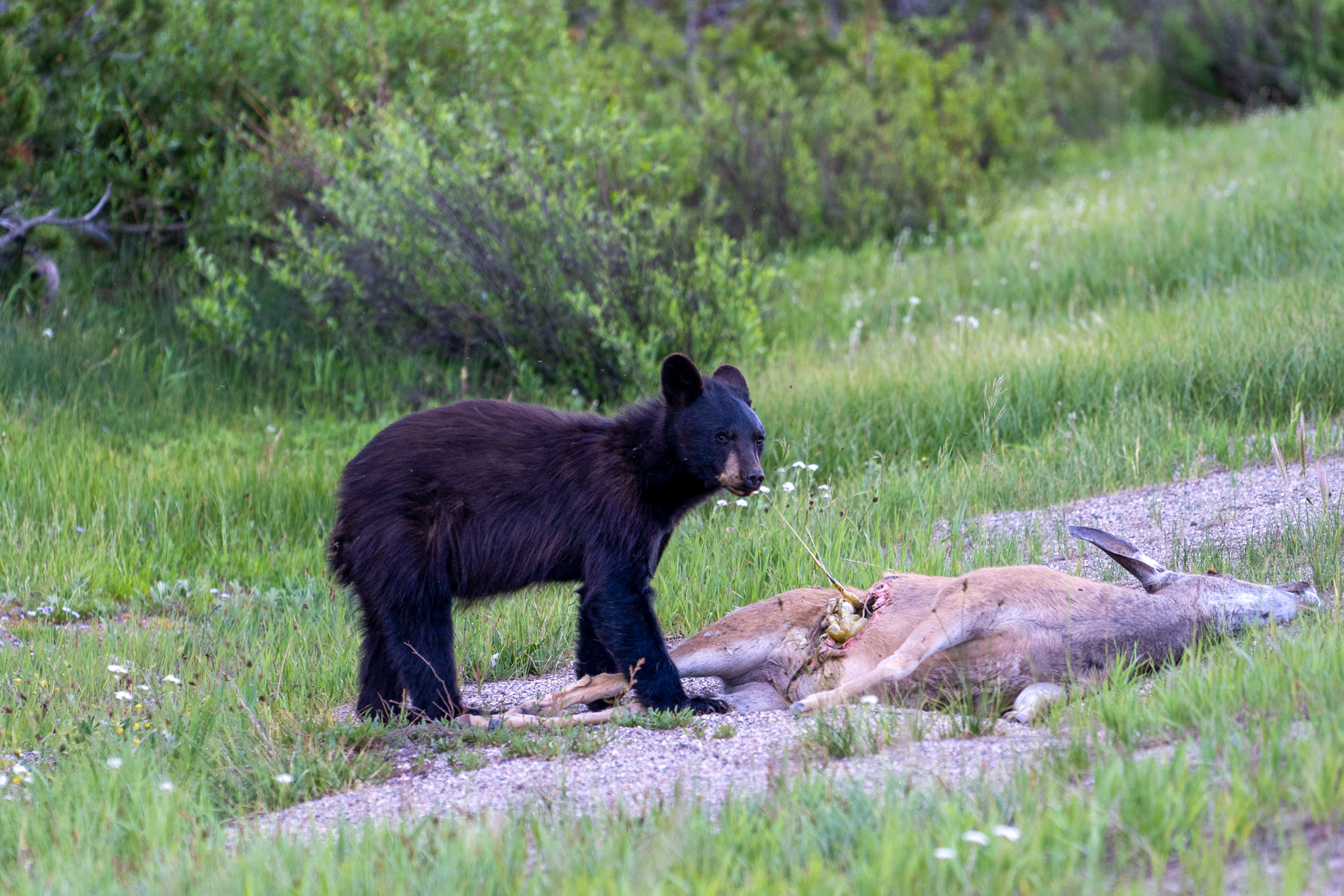 What Do Black Bears Eat? These 50+ Top Bear Foods