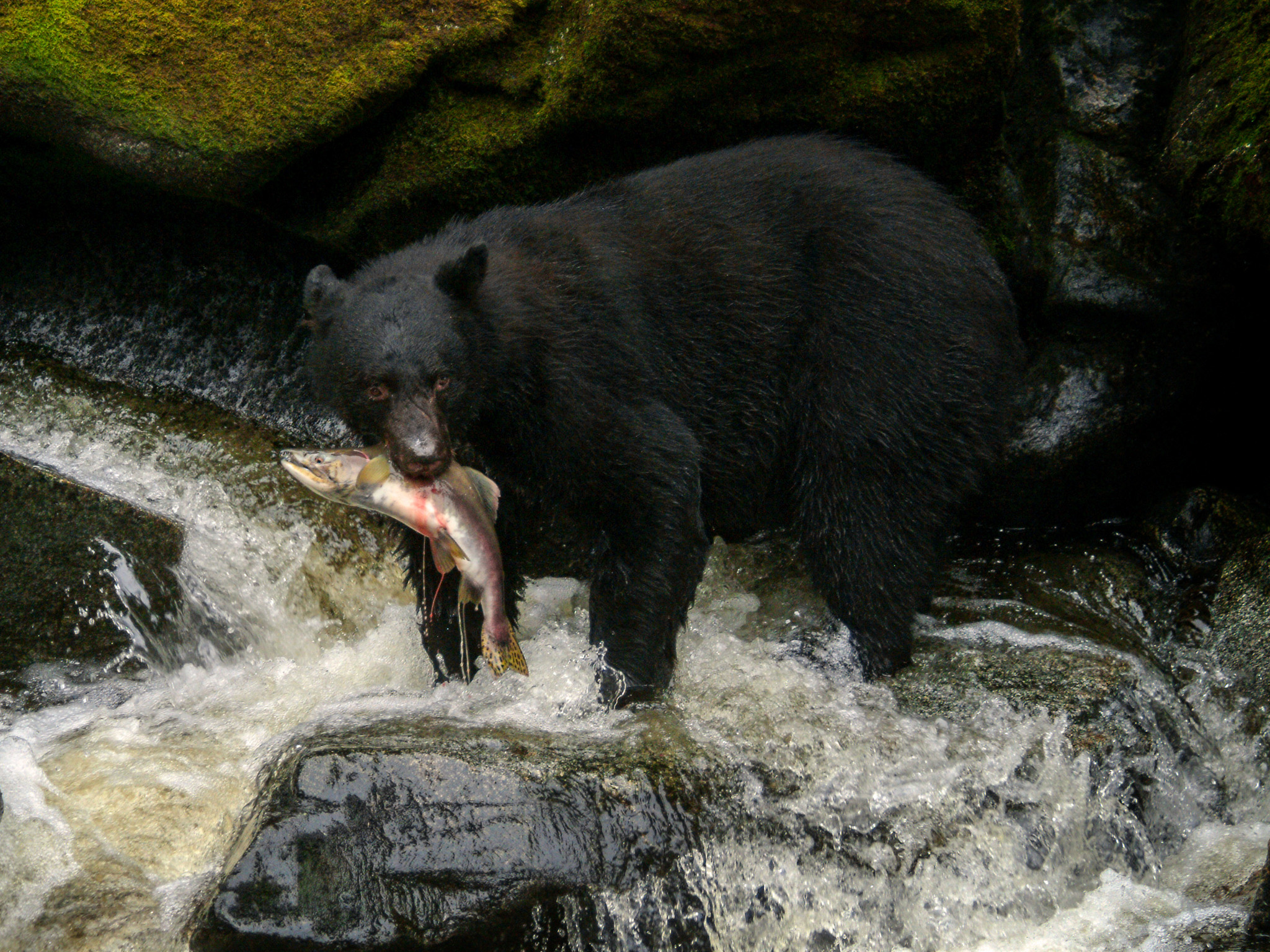 What Do Black Bears Eat? These 50+ Top Bear Foods | Outdoor Life