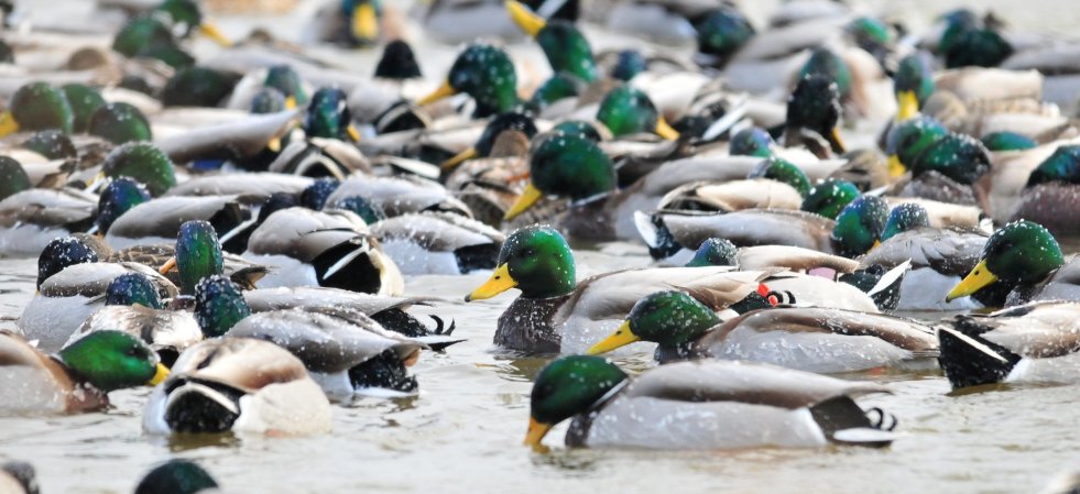 atlantic flyway mallards feature