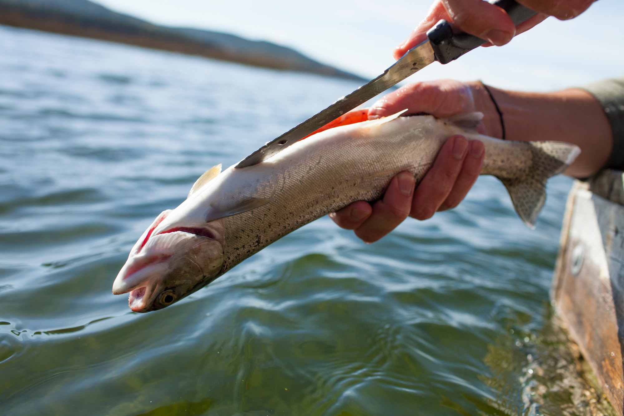 how to cook trout 6