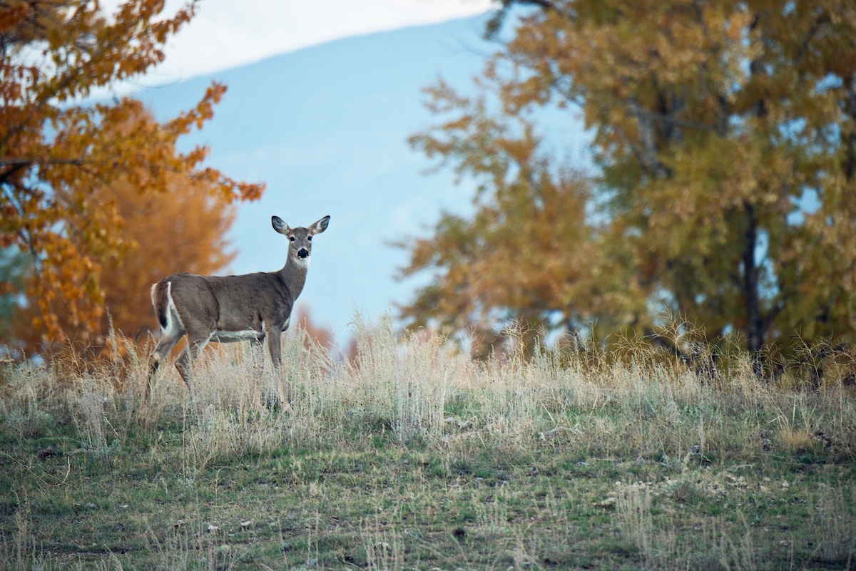 whitetail deer