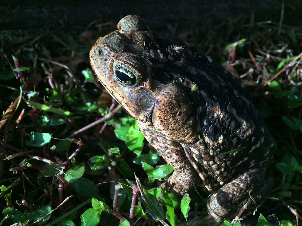 Invasive Species in Florida Outdoor Life