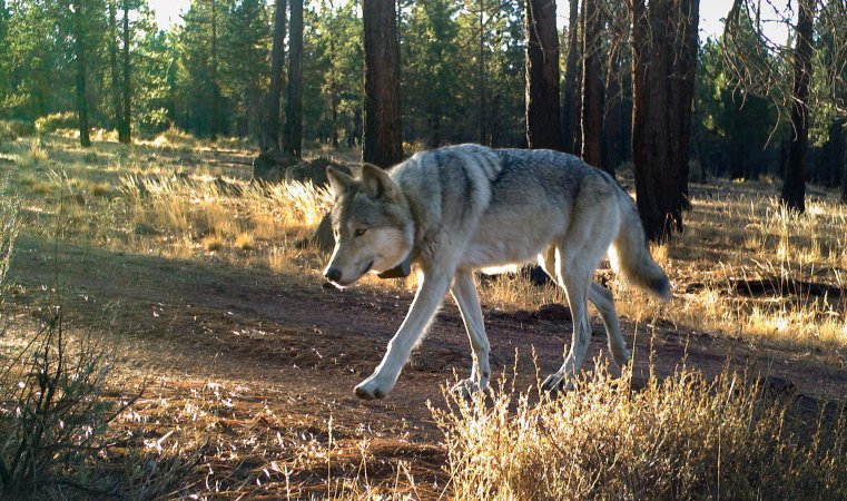 gray wolf oregon