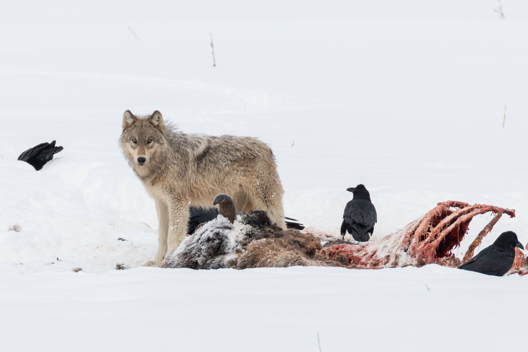 What Do Wolves Eat? | Outdoor Life