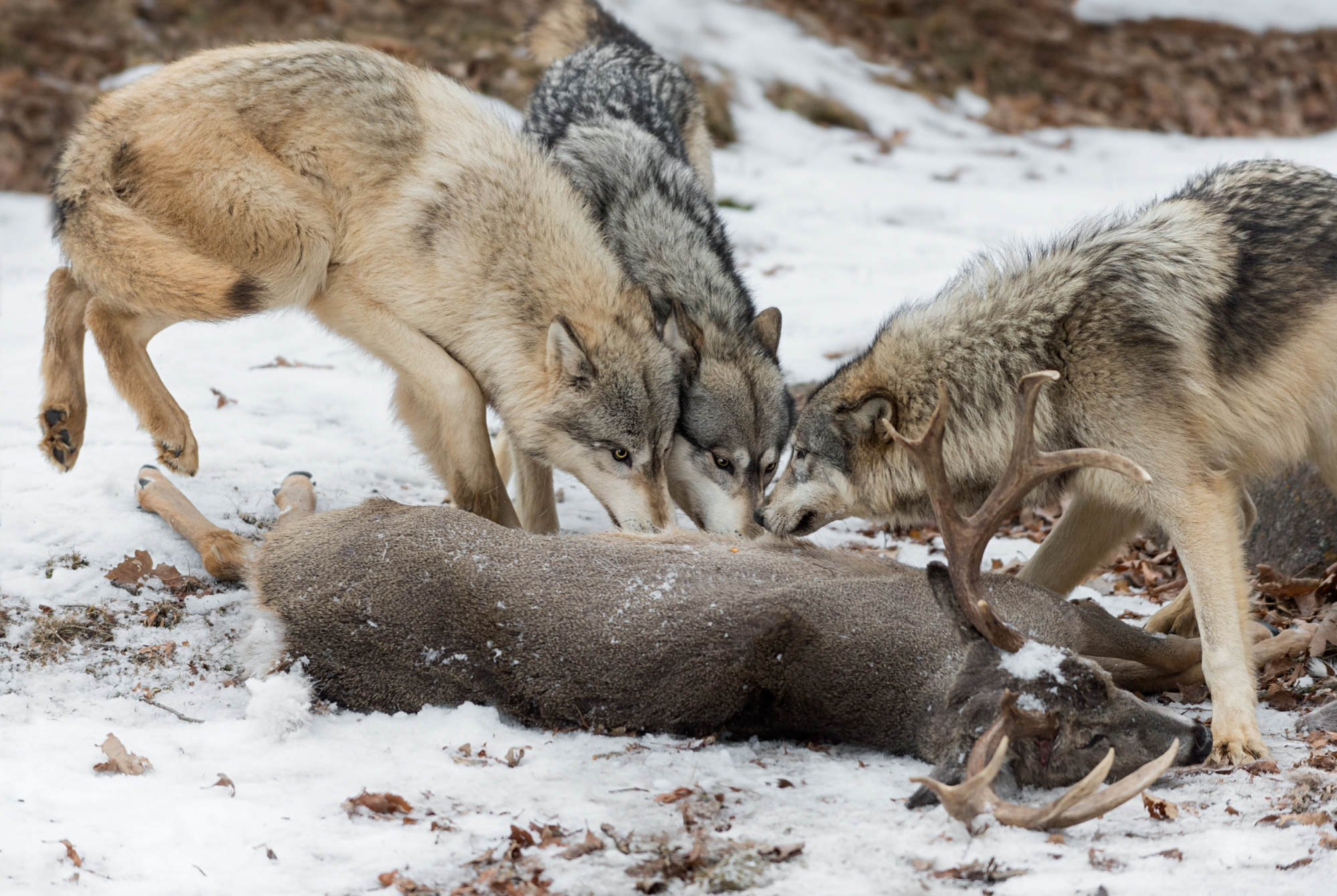 What Do Wolves Eat? | Outdoor Life