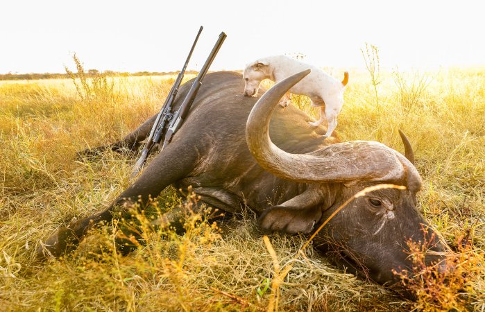 dog licks blood from dead cape buffalo, two guns rest alongside