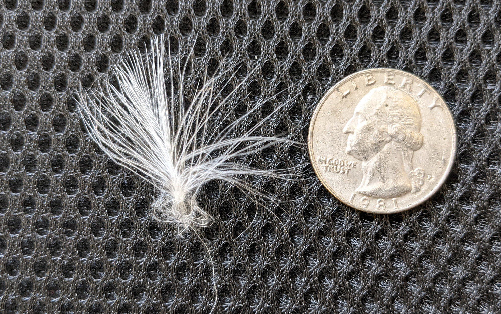 A piece of down that poked through a puffer jacket of mine, pictured here next to a quarter for scale.