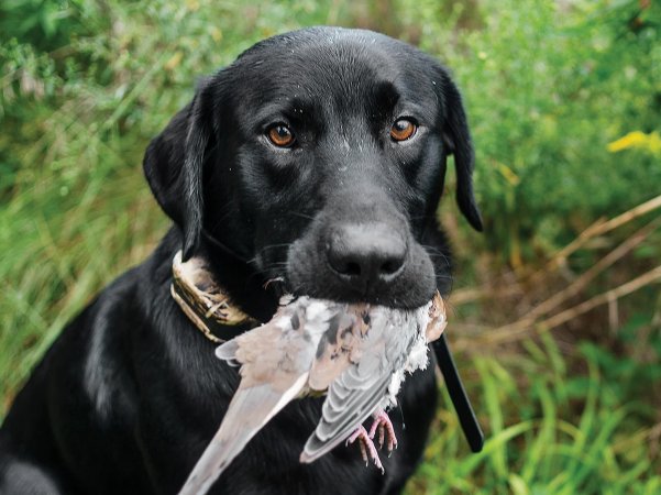 A black Lab fetches up a dove during opening day.