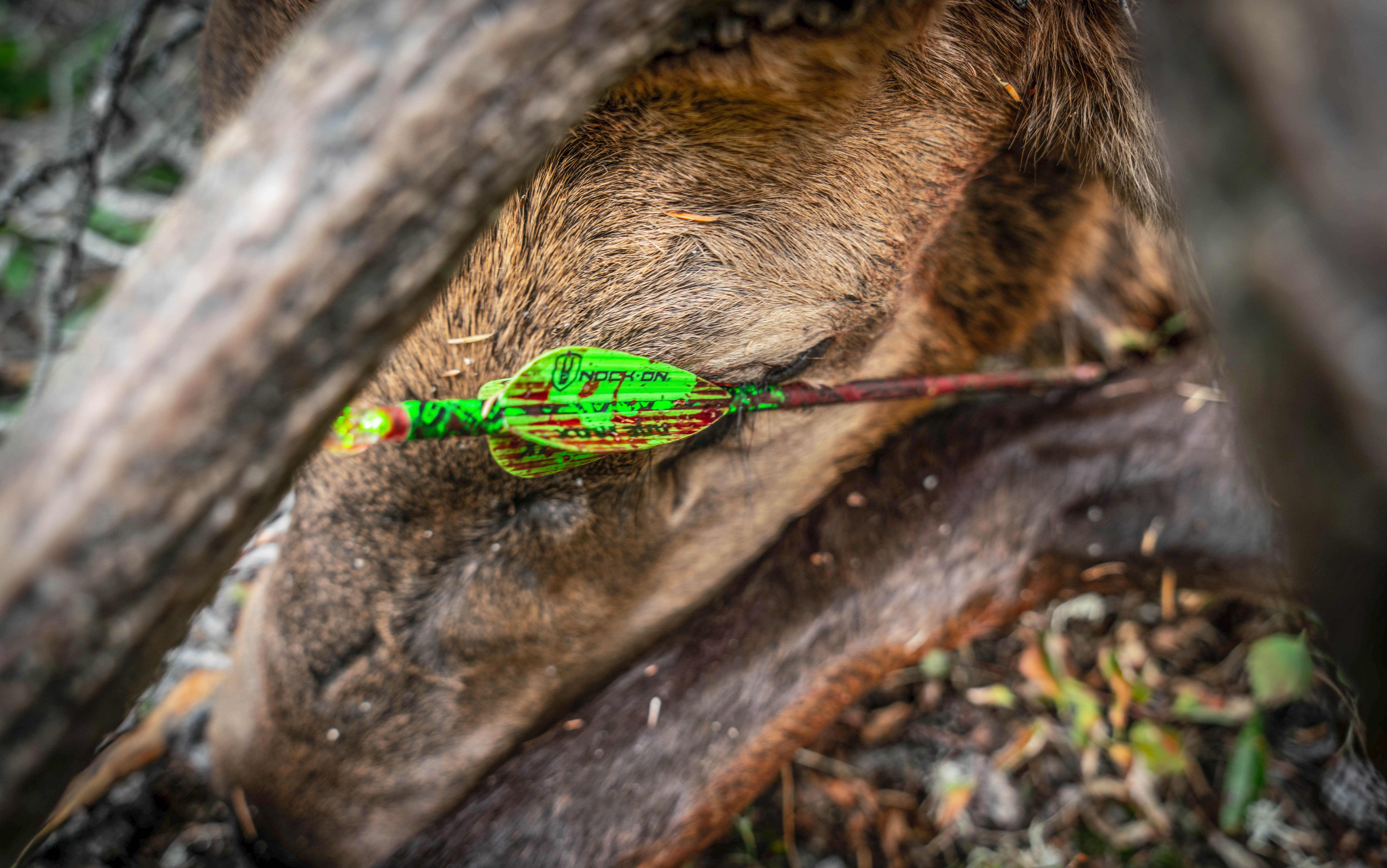 We tested the best broadheads for elk and chose the seven best with the help of John Dudley.