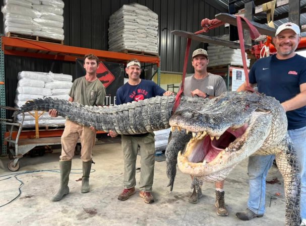 state record gator