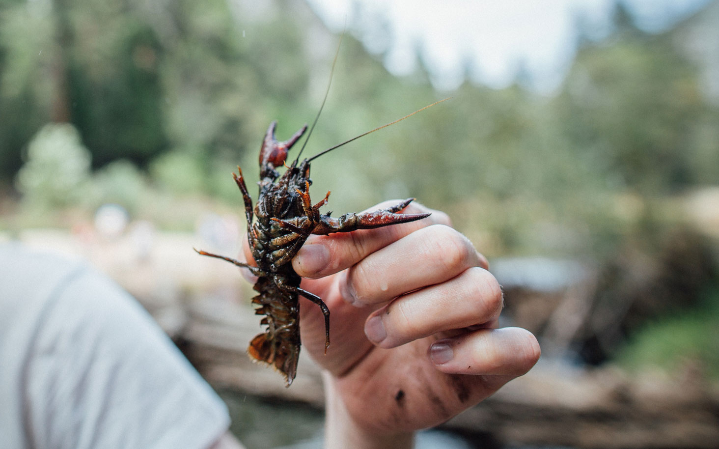 crawfish