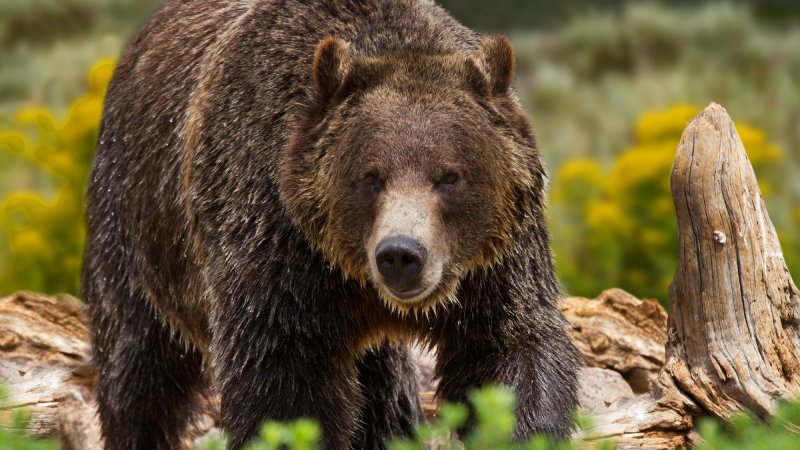 adult grizzly bear yellowstone