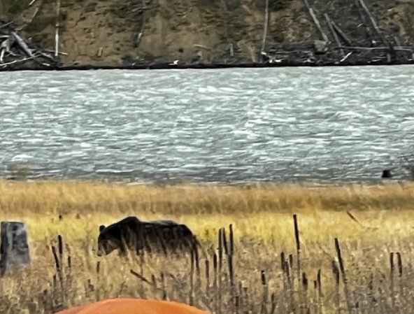 bear near wildfire camp