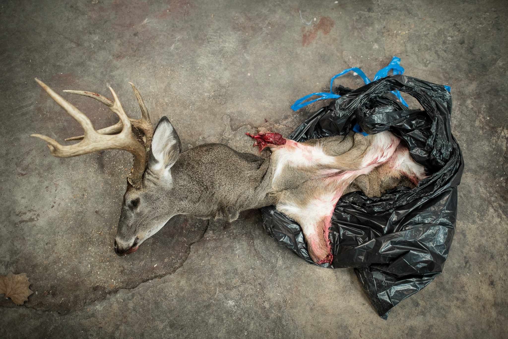 A buck skull and cape lying on the floor.