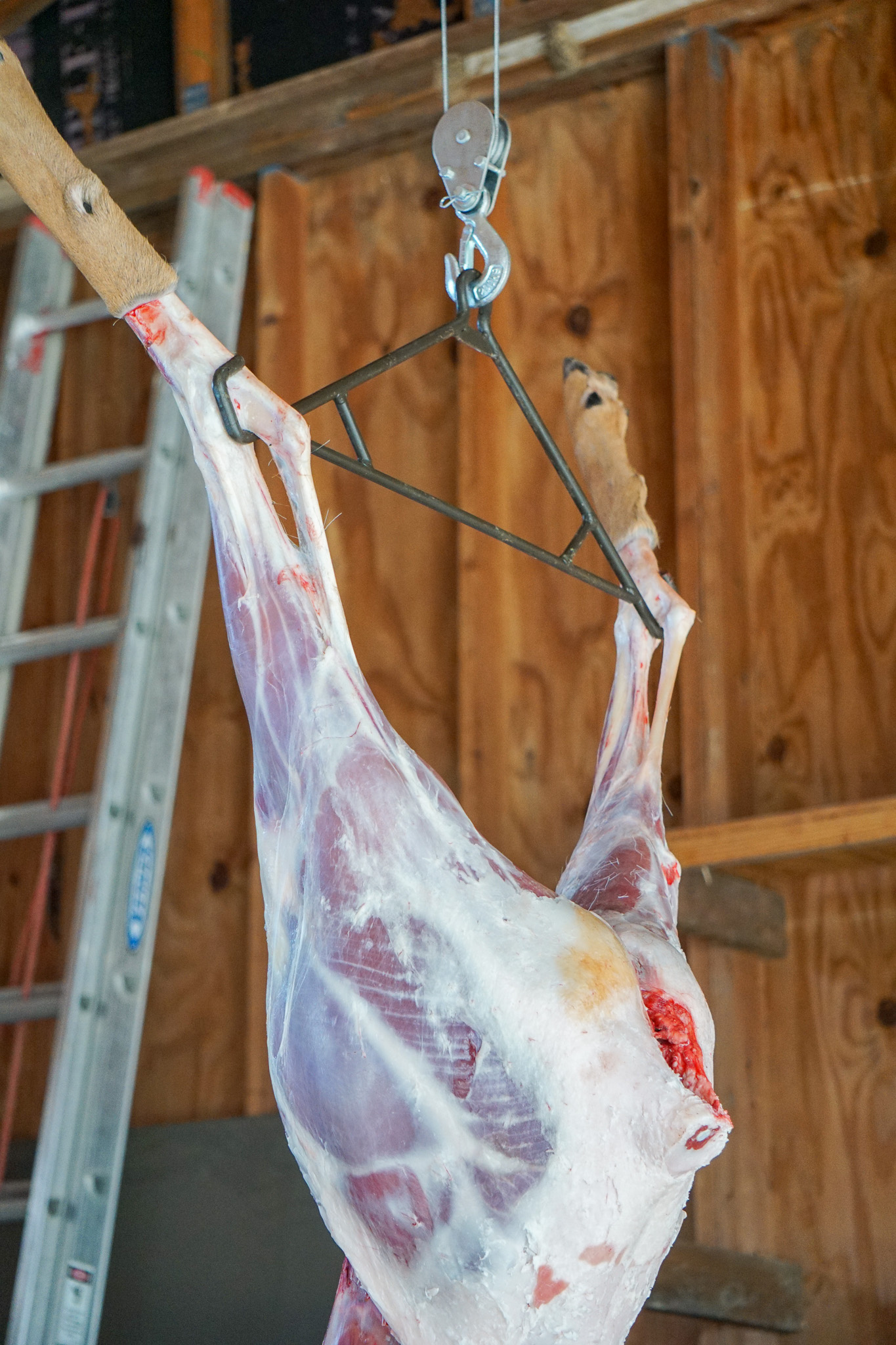 A deer hanging by its hind legs.