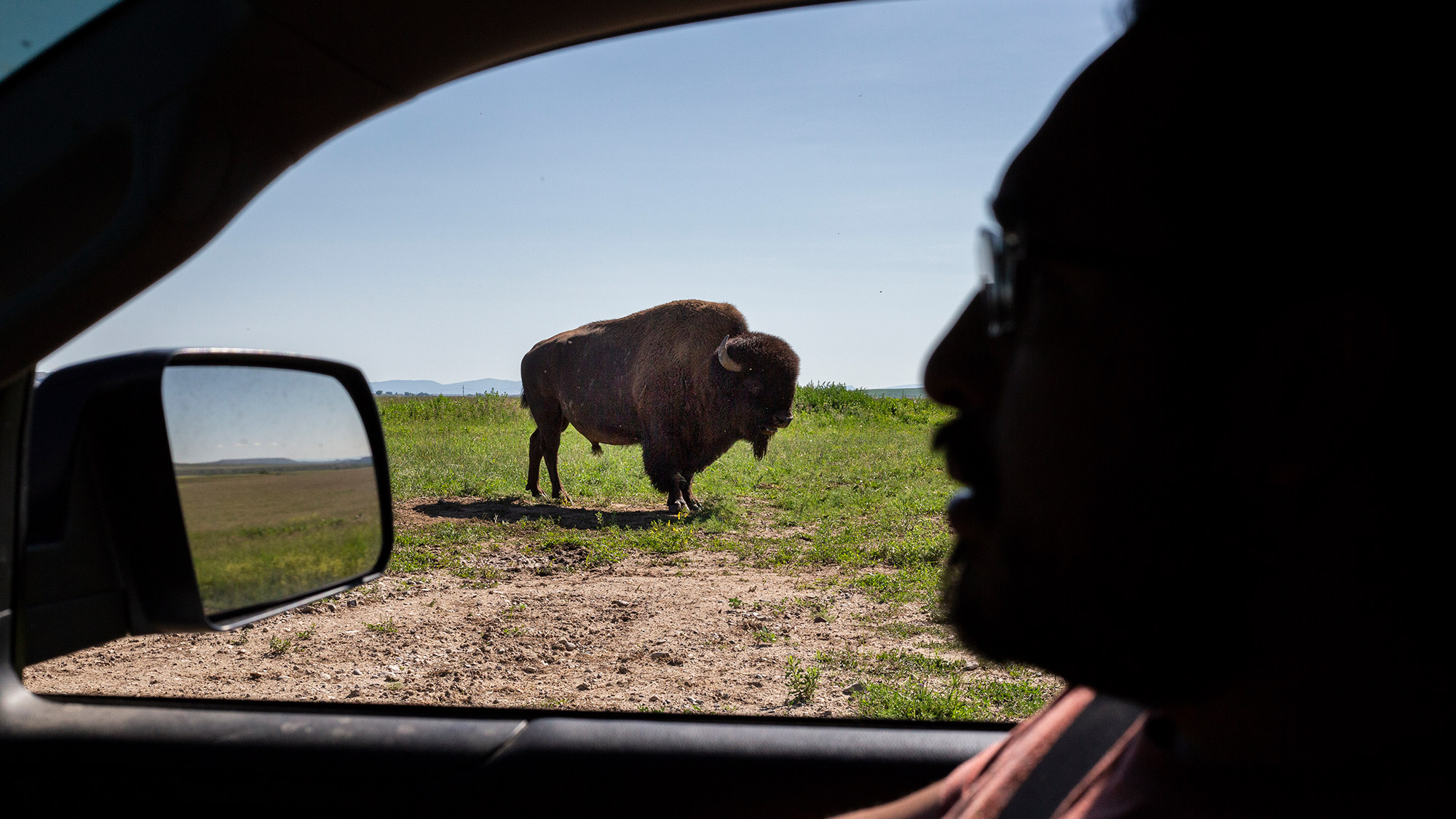 https://www.outdoorlife.com/wp-content/uploads/2023/09/08/06_buffalo_viewd_through_car_window.jpg