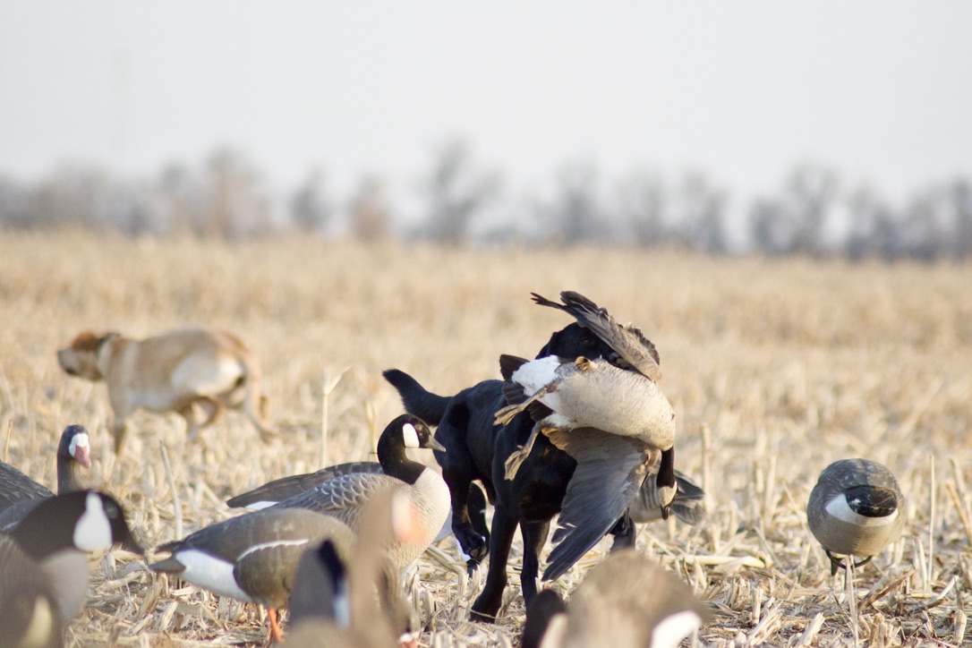 dog retrieves goose