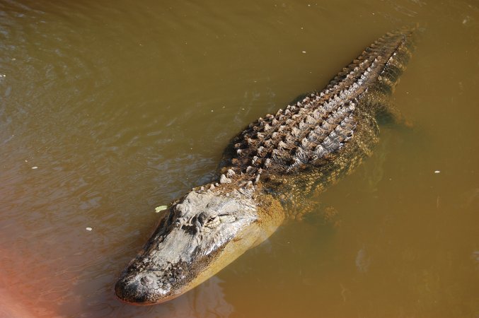 A big Mississippi gator