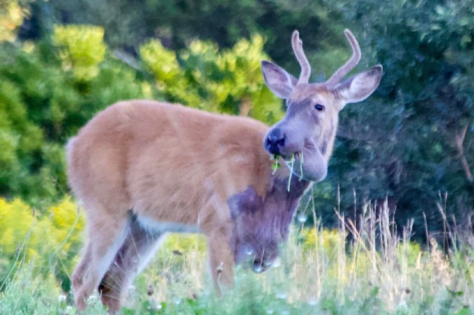 purple deer with bullwinkle syndrom