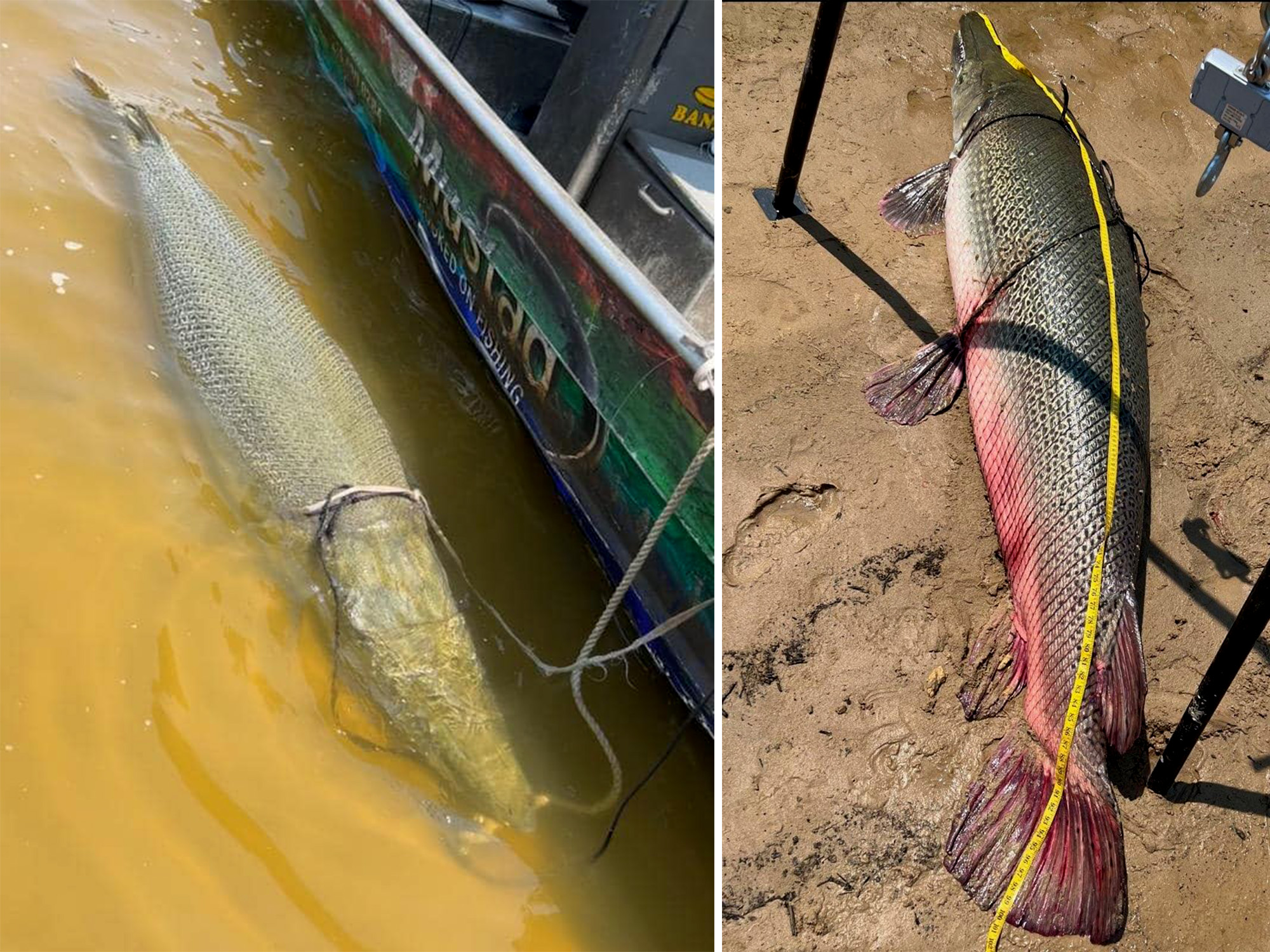 texas gator gar world record 2