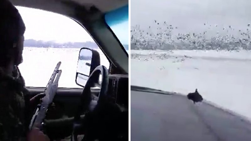 champion goose caller poaches snow geese