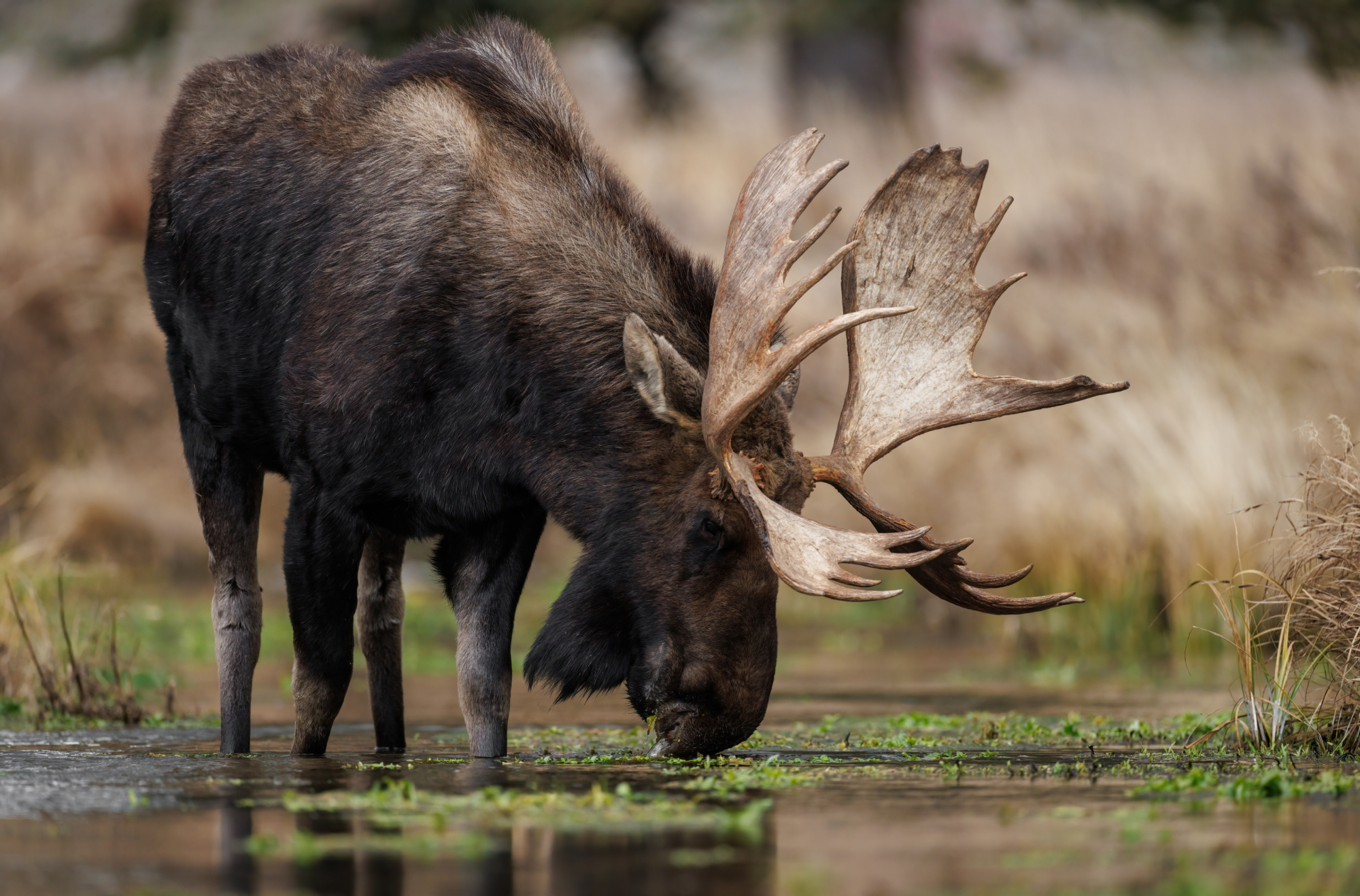 What Do Moose Eat? | Outdoor Life