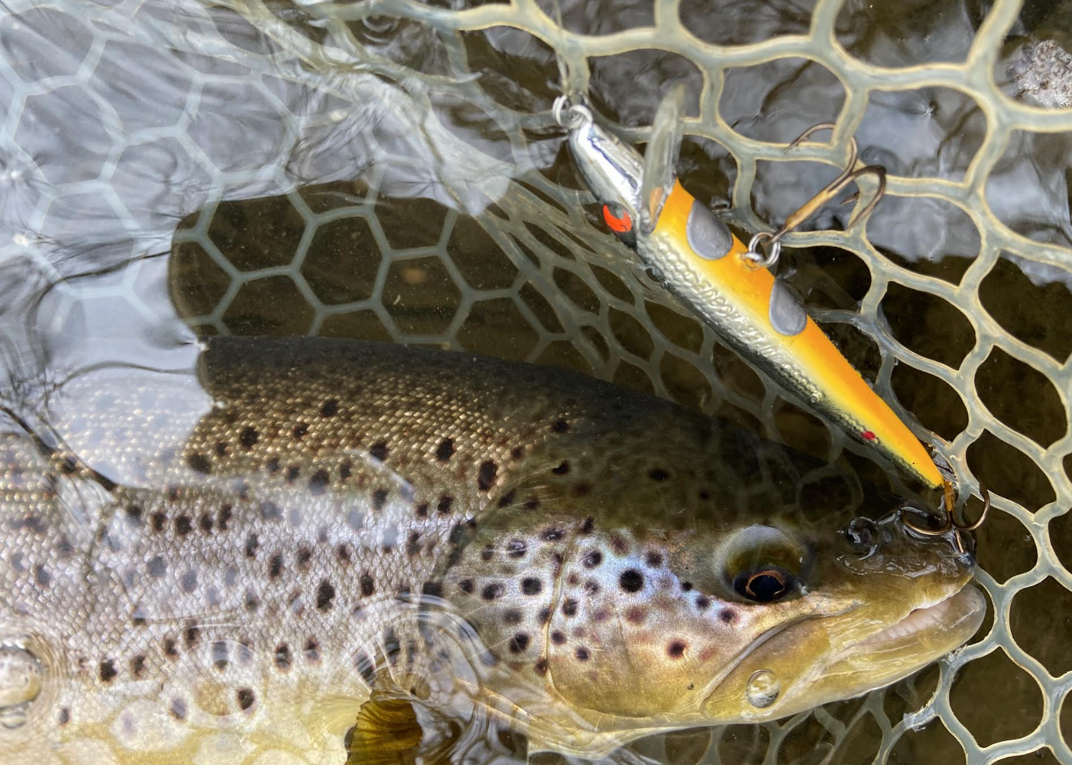 browntrout