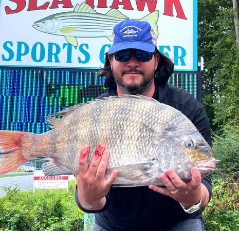 Maryland record sheepshead