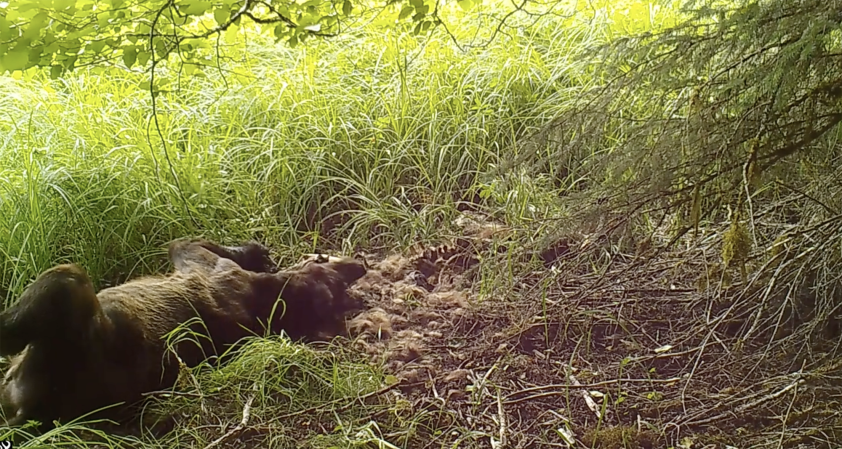 bear video