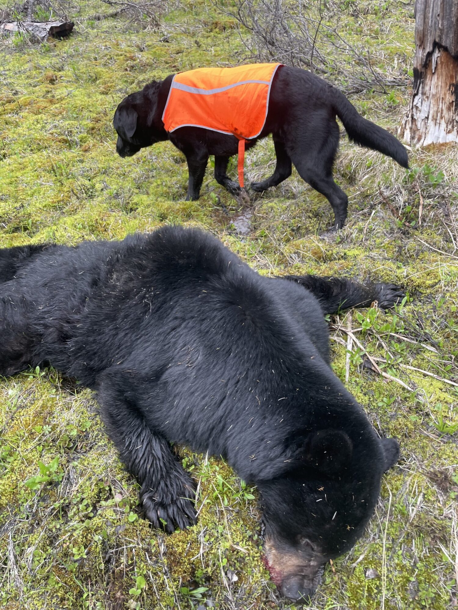 leo with black bear