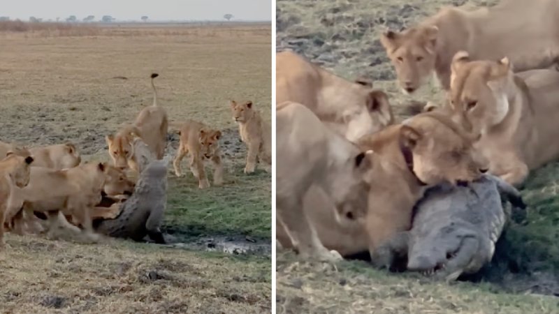 lionnesses eating crocodile