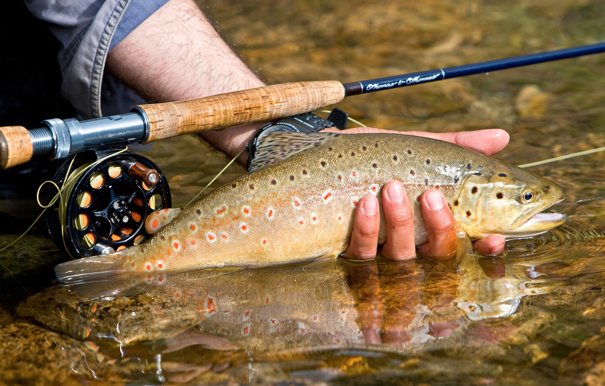How Small A Trout  Maybe your stature as a fly fisherman isn't
