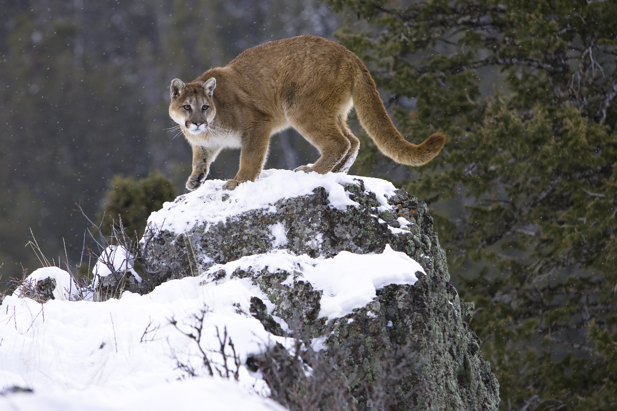 mountain lion hunting ban Colorado.