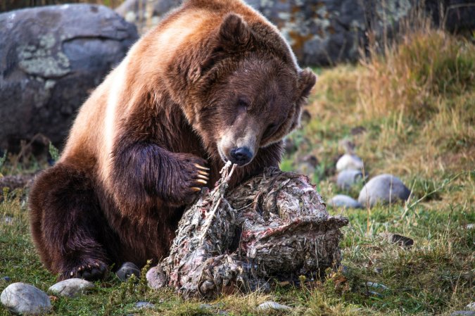 what do grizzly bears eat?