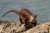 river otter on shore