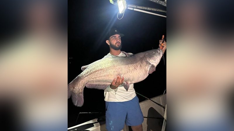 delaware blue catfish record