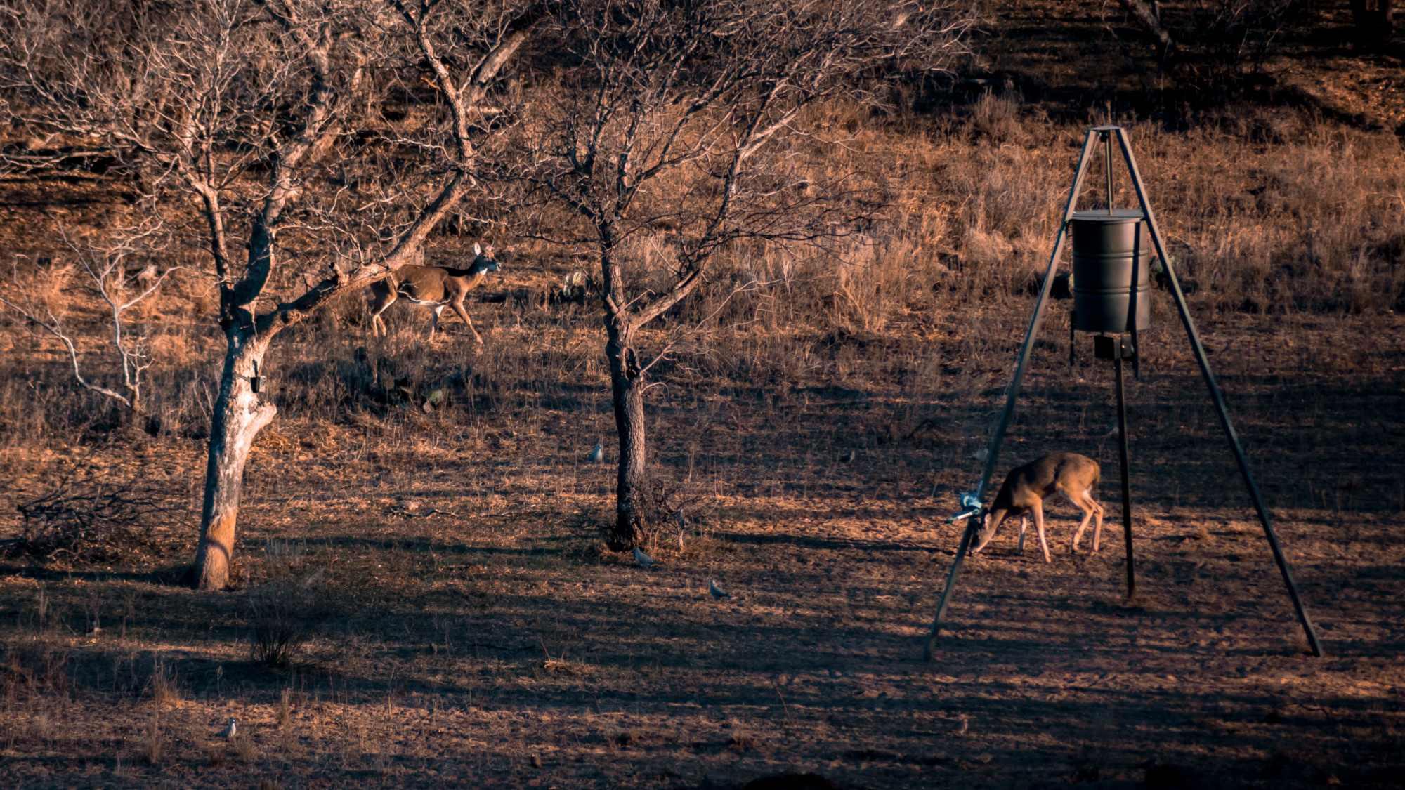 deer baiting ban kansas