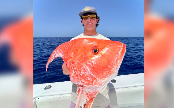 A red snapper that was eaten by a shark.