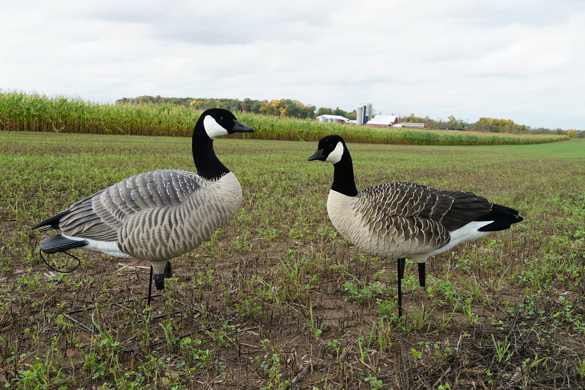 goose decoys