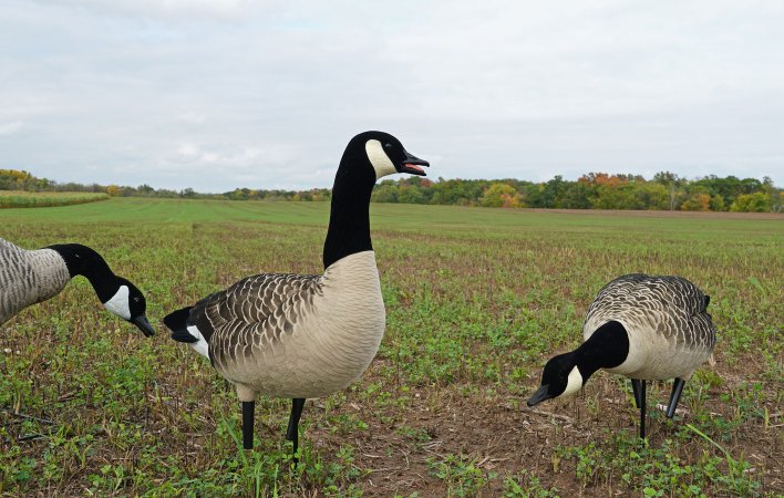 the best goose decoys