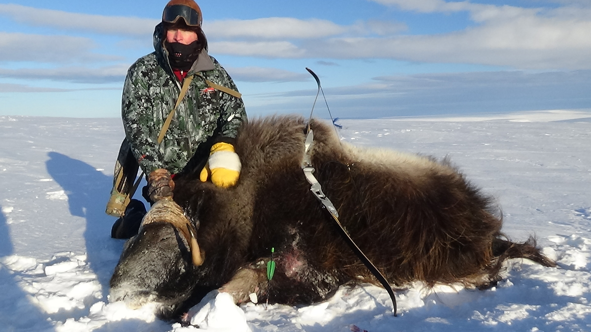 Muskox taken with a single bevel broadhead