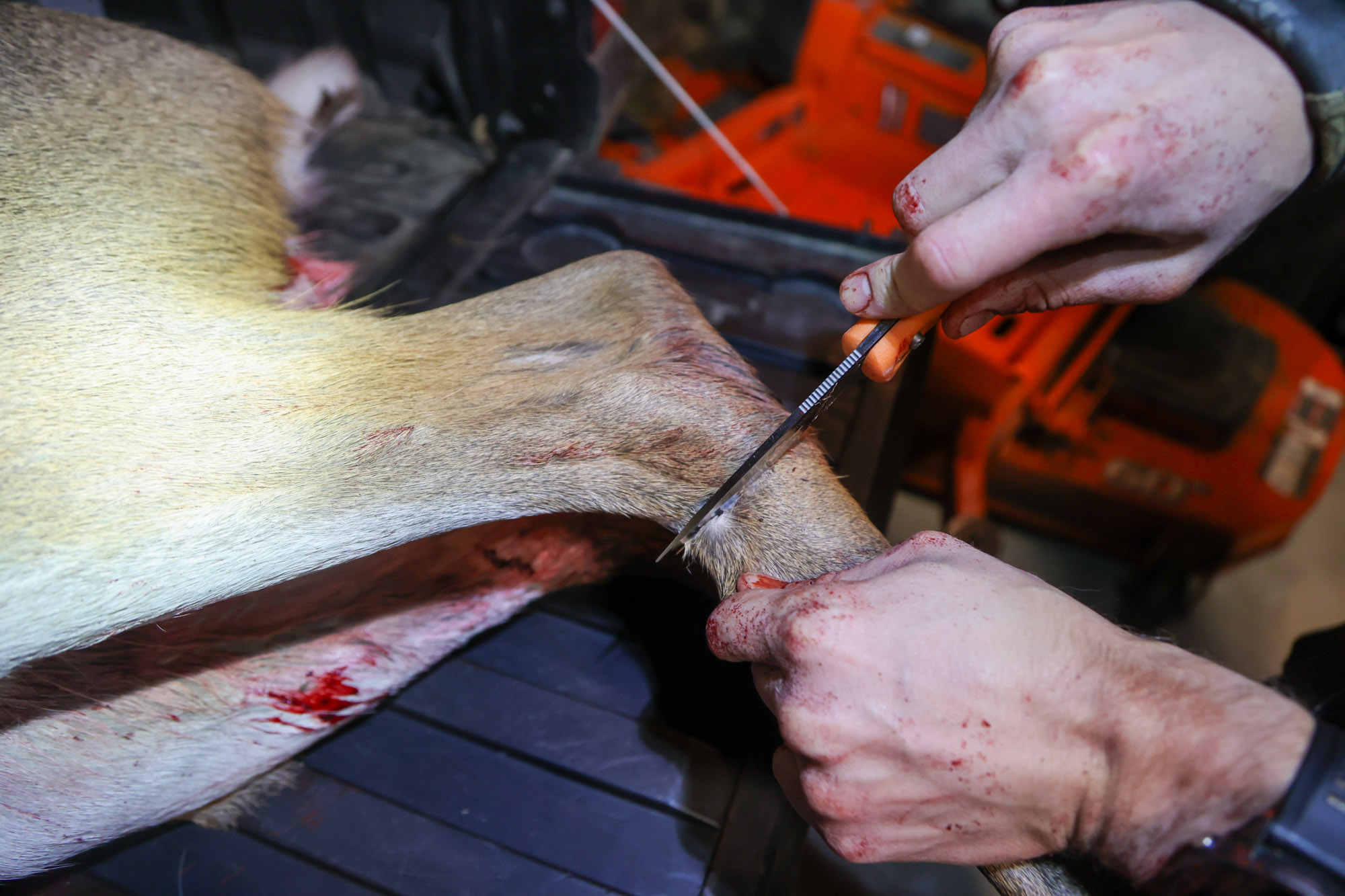 Circular cuts on the lower legs of deer.