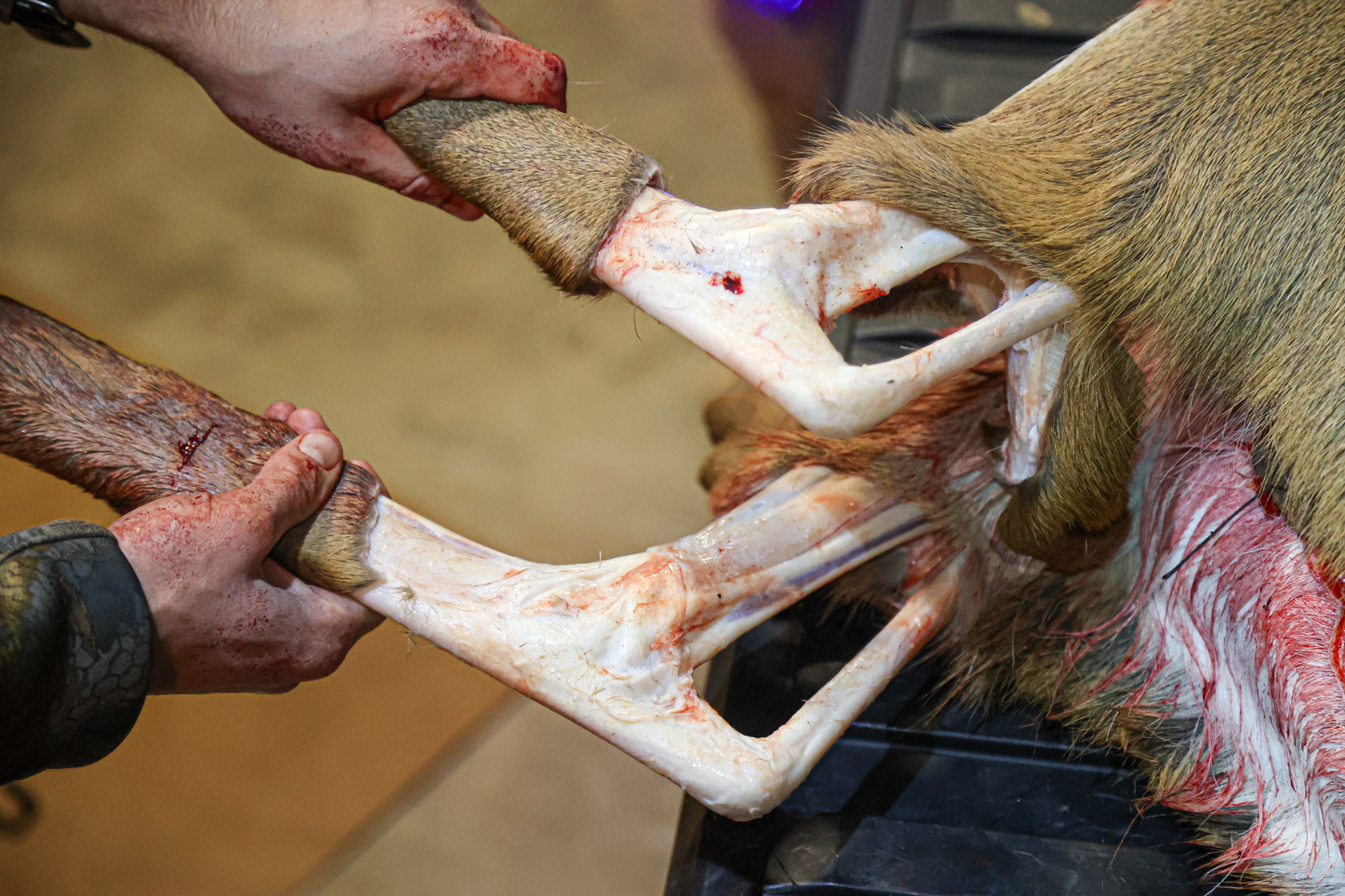 the back hindquarter tendons while skinning a deer.