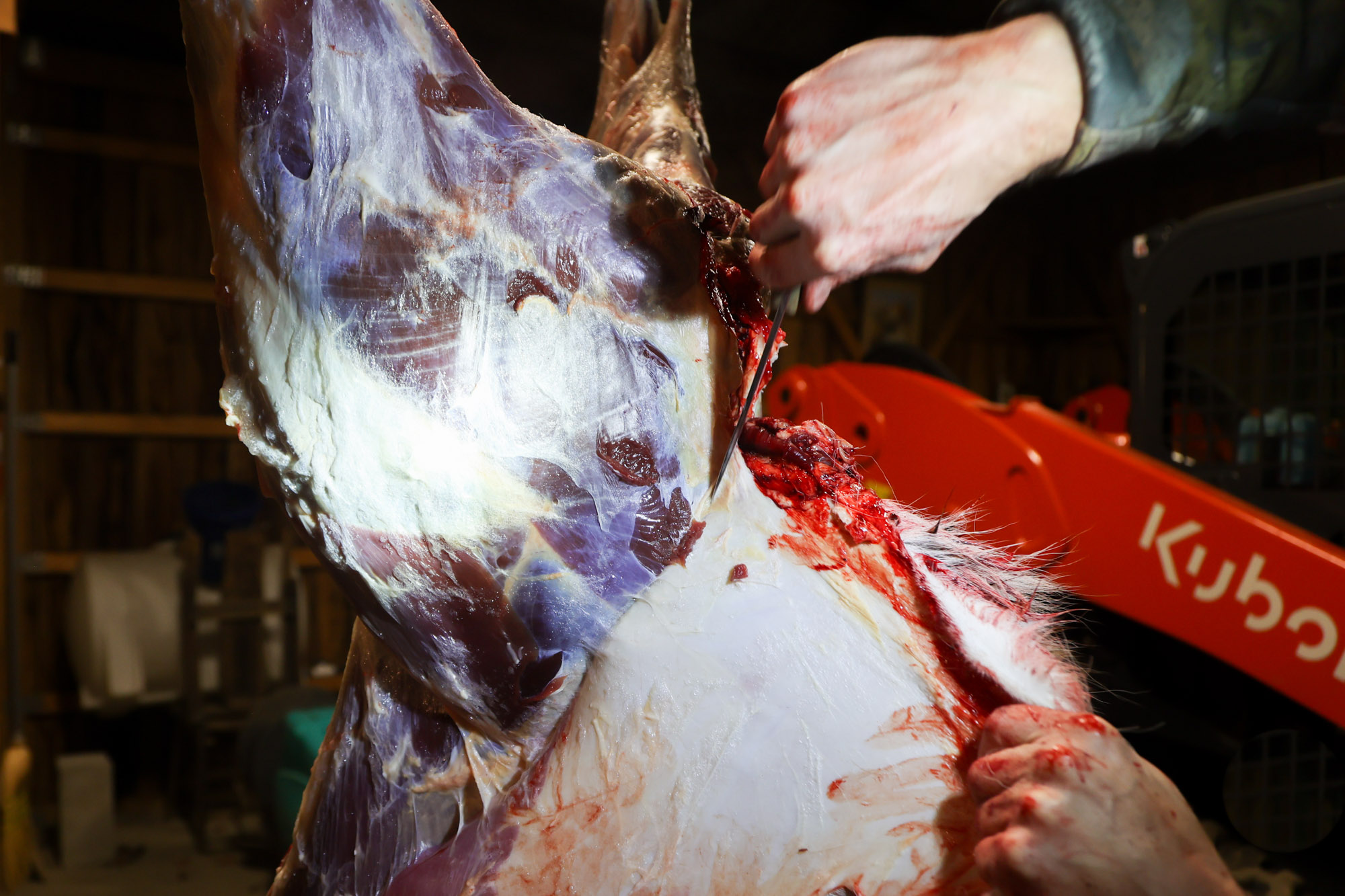 Skinning a deer near the tail.