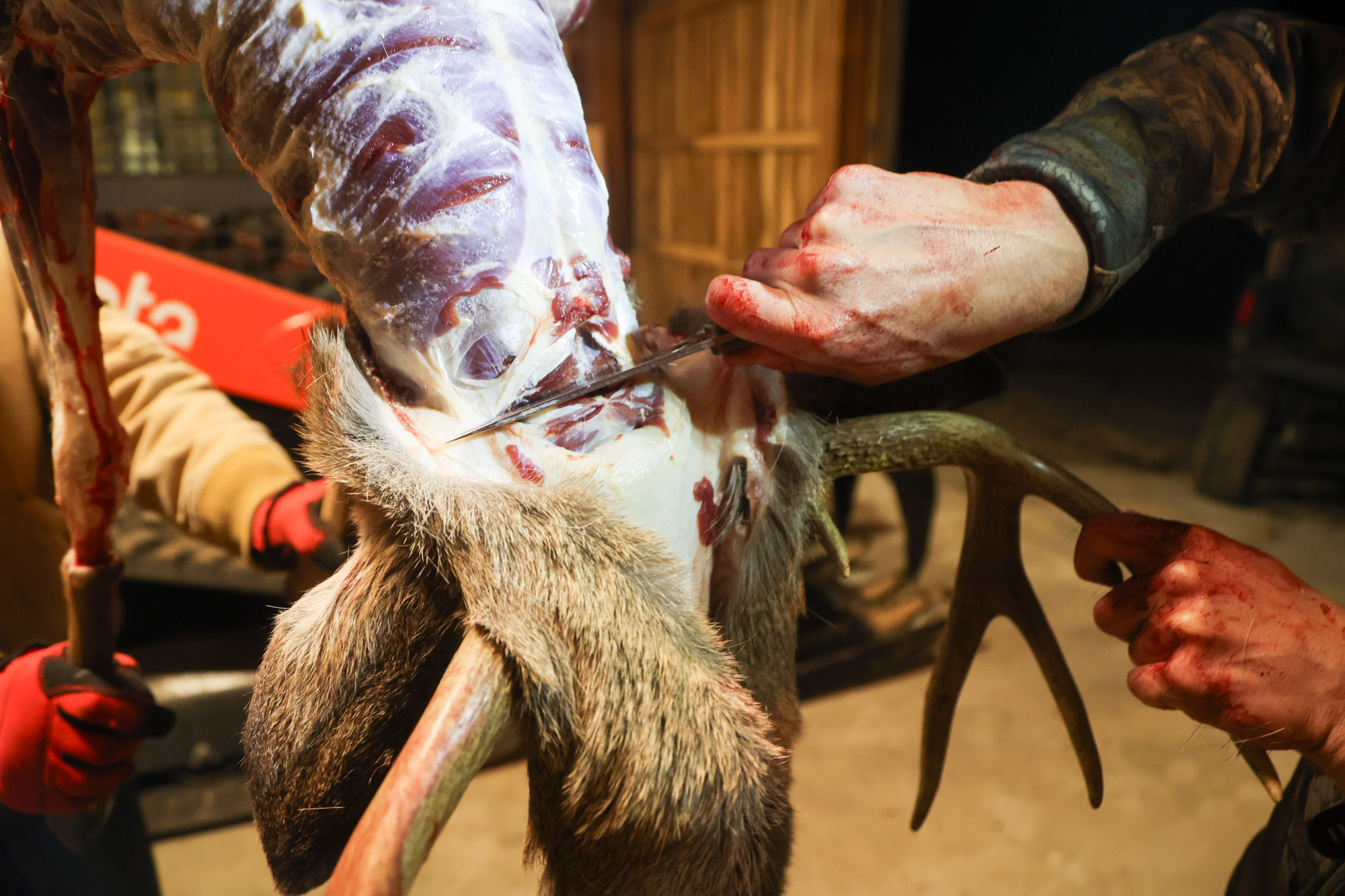 Removing a deer head in the skinning process.