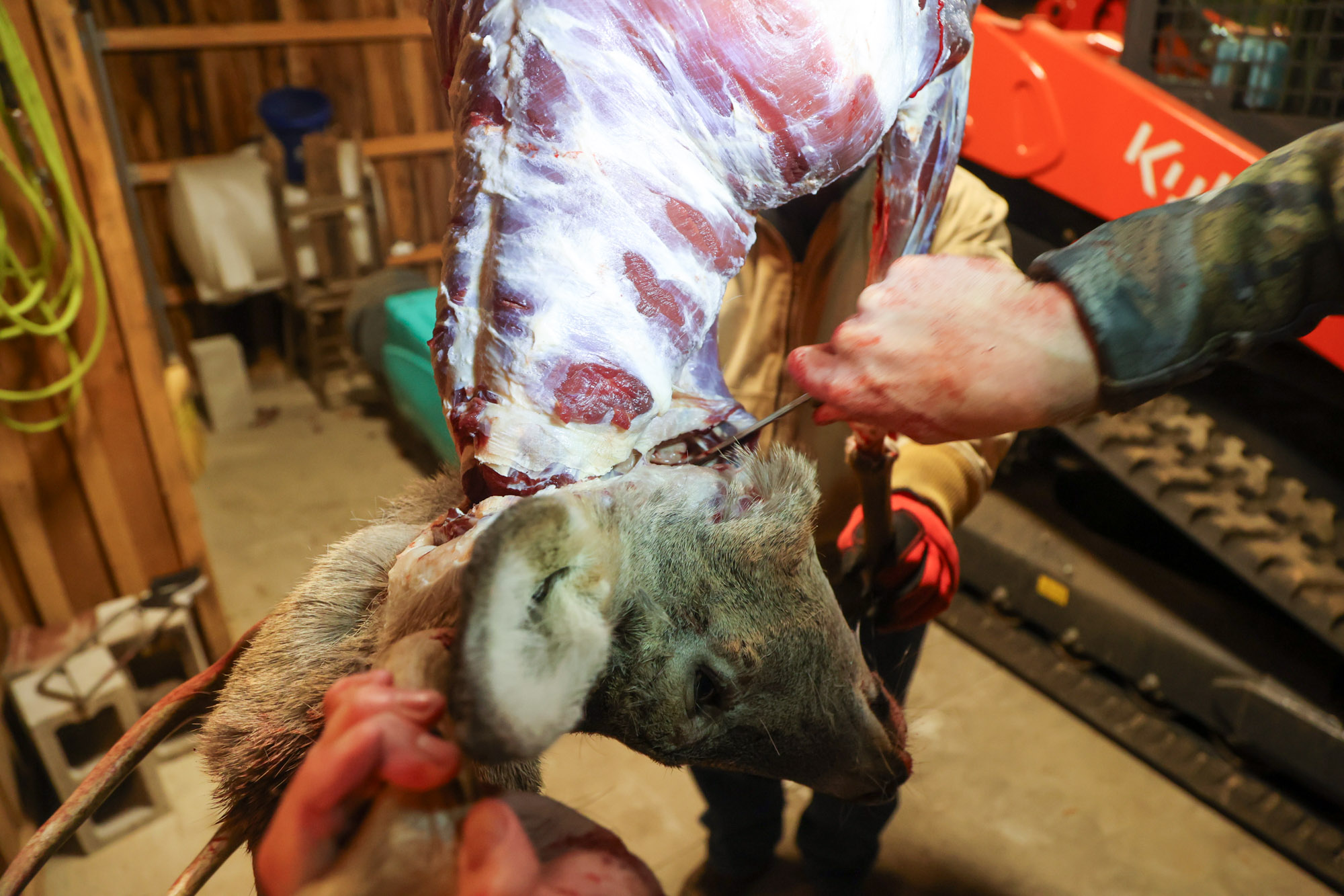 Cutting a deer's head.