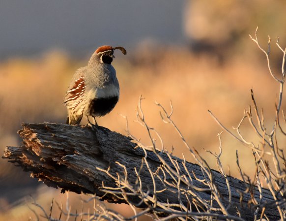 A gambel's quail sits ona. log in the evening sunshine.