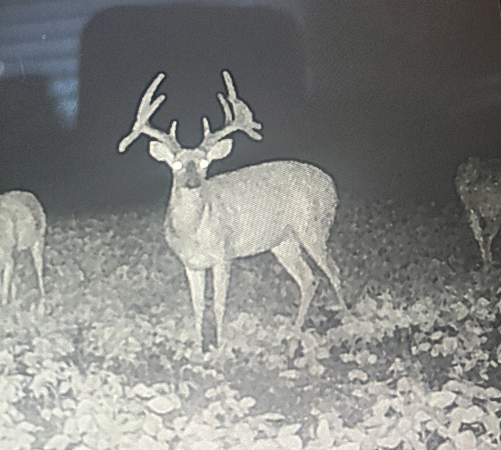 A trail camera photo of a triple droptine buck.